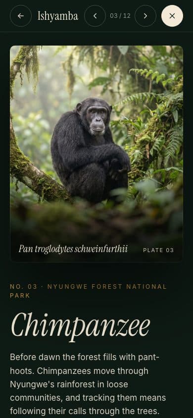 Ishyamba species story on a phone